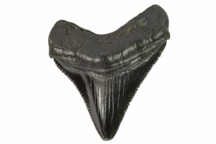Serrated, Juvenile Megalodon Tooth - Georgia #115706